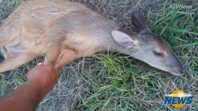 Veado cai em lagoa de aterro sanit&aacute;rio e d&aacute; trabalho para ser resgatado