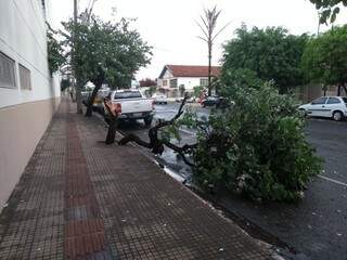 Árvore caída na Antônio Maria Coelho, próximo a Ceará. (Foto: Direto das Ruas)