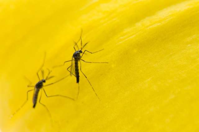 &#039;Mosquito do bem&#039; sugerido a MS reduziu infesta&ccedil;&atilde;o em 82% em SP