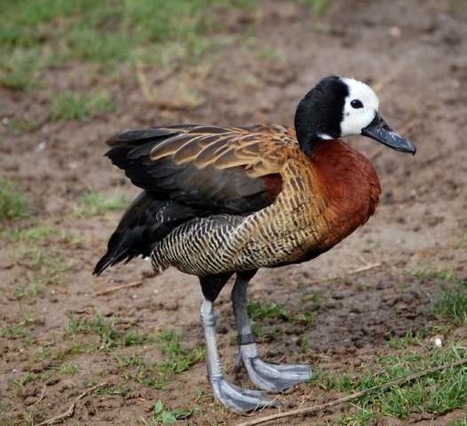 Pol&iacute;cia Ambiental apreende carro com sete filhotes de aves nativas
