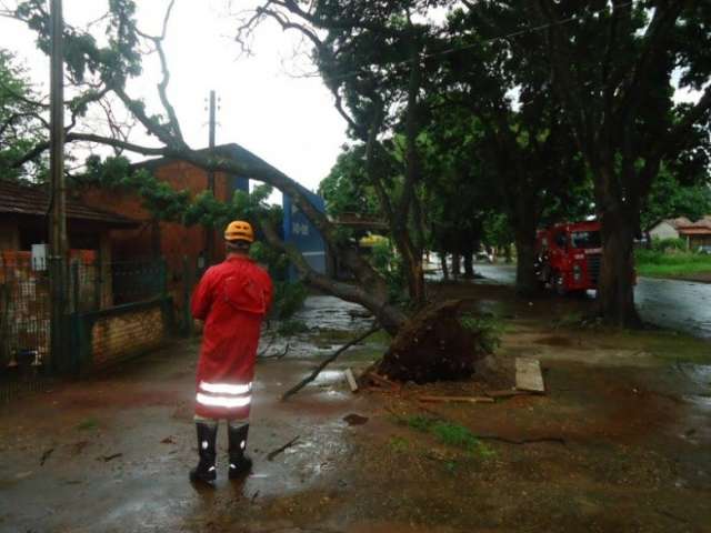 Mais de 10 &aacute;rvores caem sobre carros e casas em Dourados
