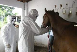 Ceará é um dos estados que está em alerta por causa da doença que afeta cavalos. (Foto: Diário do Nordeste)