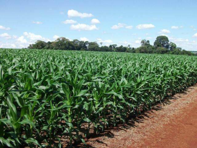 Com quebra de safra argentina, pre&ccedil;o do milho dispara 46% em MS