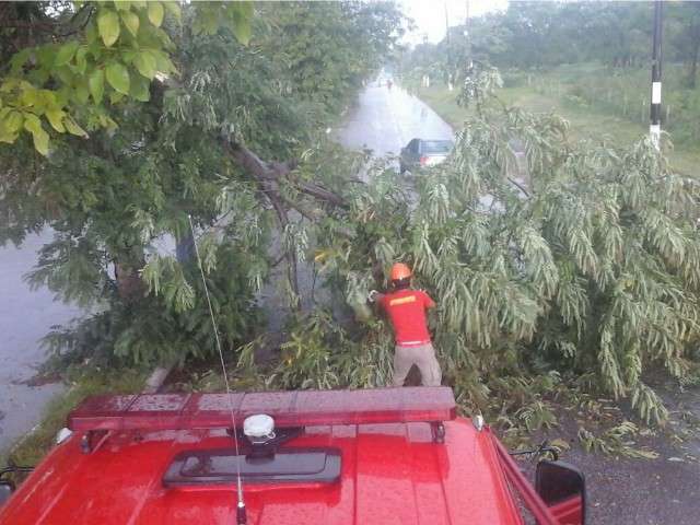 Temporal de meia hora derruba &aacute;rvores e avenida &eacute; interditada para o corte
