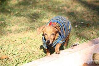 Até o cachorro precisou de proteção contra o frio nesta manhã. (Foto: Marcos Ermínio)