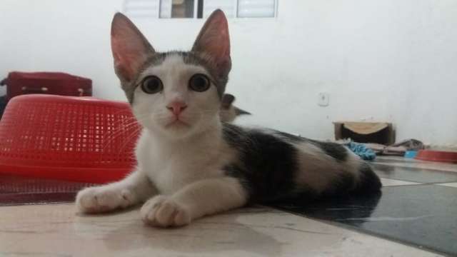 Ong em parceria com cl&iacute;nica promove feira de ado&ccedil;&atilde;o de gatos neste s&aacute;bado 