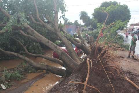 Ventos derrubaram árvore e muro sobre carros durante temporal