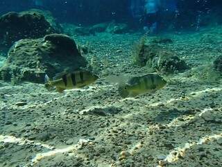 Apesar da temperatura, tem peixes na lagoa (Foto: Arquivo Hotel Thermas Lagoa Santa)