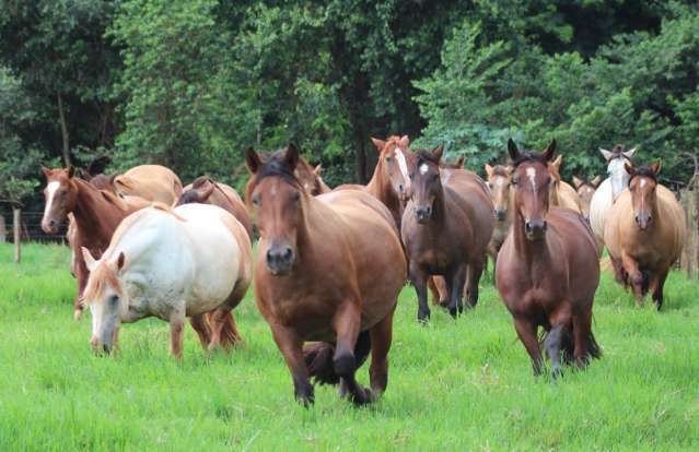 Inscri&ccedil;&otilde;es para o cavalo crioulo na Expogrande terminam hoje