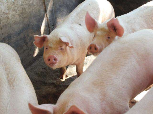 Peste su&iacute;na no Nordeste deixa produtores de MS em alerta