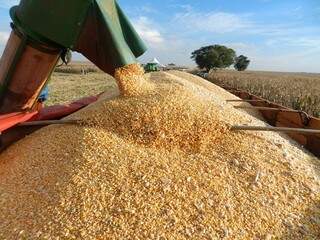 Região norte de MS já colheu  45,6% da área plantada com milho.(Foto: Famasul)