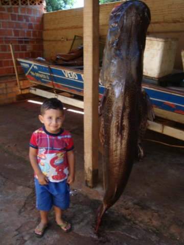  Pescadores fisgam pintado de 1,60m e 55kg no Rio Brilhante