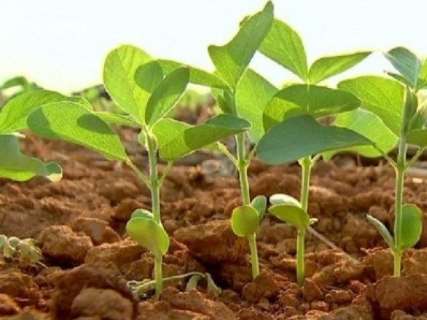 Plantio da soja atrasa em mais de 30% e preocupa lideranças rurais