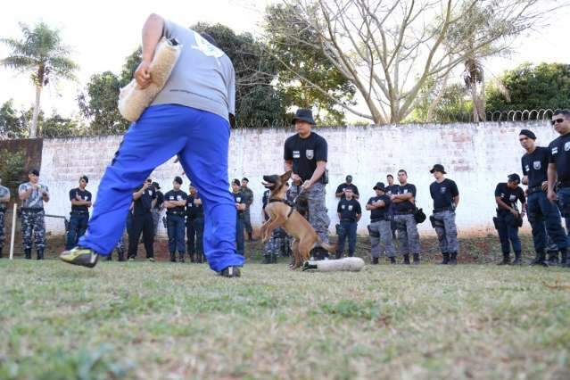 Amor e dedica&ccedil;&atilde;o de policiais mant&ecirc;m c&atilde;es treinados para combater o crime