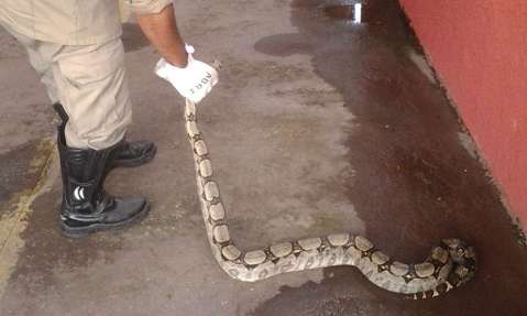 Jiboia de 1,5 metros é encontrada em ginásio de escola no Pantanal