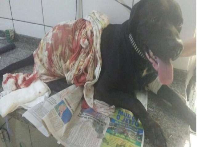 Labrador baleado por policial civil durante confus&atilde;o em pra&ccedil;a tem quadro est&aacute;vel