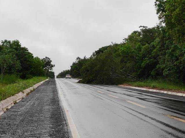 Temporal derruba &aacute;rvore na BR-262 e interrompe uma das pistas