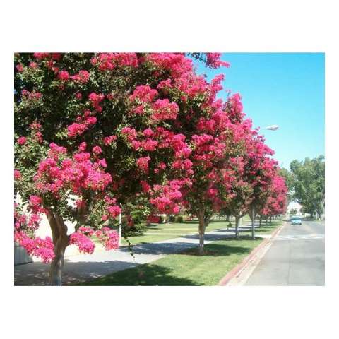 Dourados ganhar&aacute; mais 800 &aacute;rvores para colorir as ruas