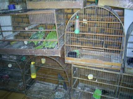 PMA deflagra operação com foco no combate ao tráfico de papagaio