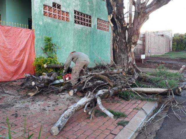 Chuva r&aacute;pida derruba &aacute;rvore e assusta casal de moradores na Vila Nasser