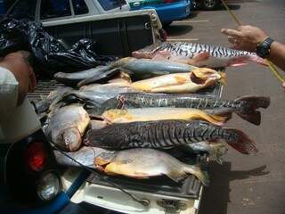 Parte dos 521 kg de pescado apreendidos em três meses (Foto: PMA)