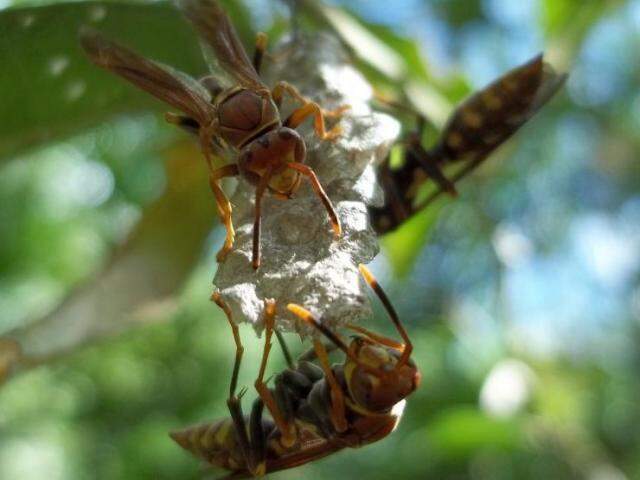 Tipos de marimbondo e como se proteger - Insect Bye