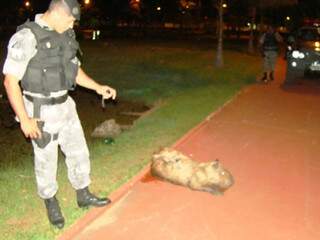 Capivara ferida foi encontrada por policiais em Três Lagoas. (Foto: Radio Caçula)