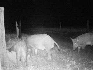 Armadilhas fotográficas capturam javalis comendo ração do gado. (Foto: Embrapa Pantanal)