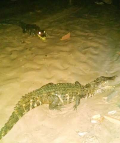 Com chuva, jacar&eacute;s saem da mata e se refugiam em resid&ecirc;ncia