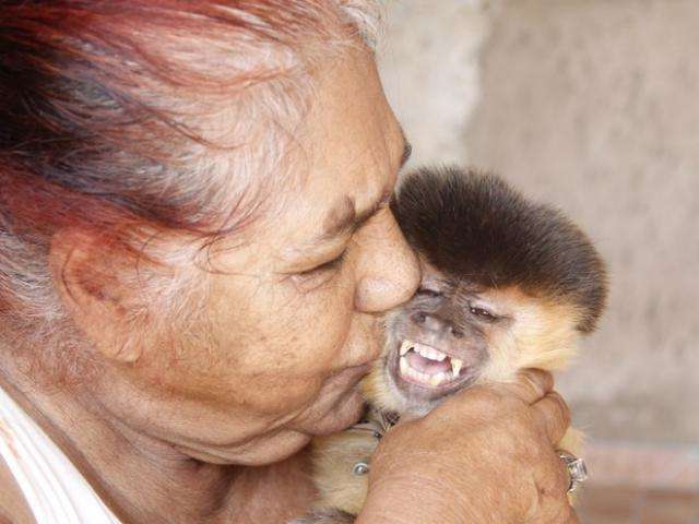 Hist&oacute;ria de macaca que nasceu em MS vira pol&ecirc;mica em S&atilde;o Paulo