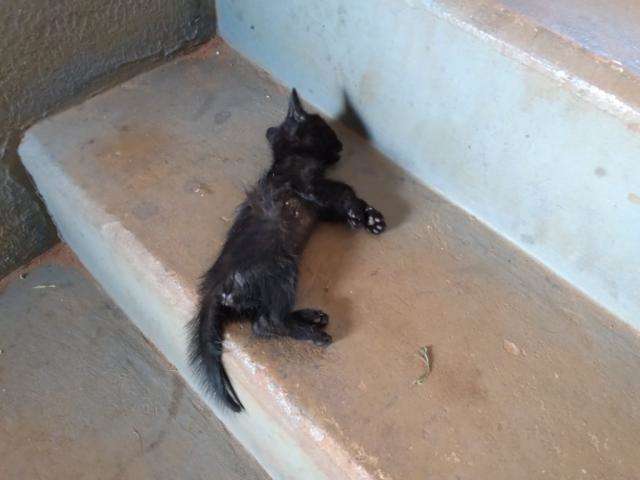 Mulher &eacute; multada em R$ 1 mil por matar gatinho pisoteado 