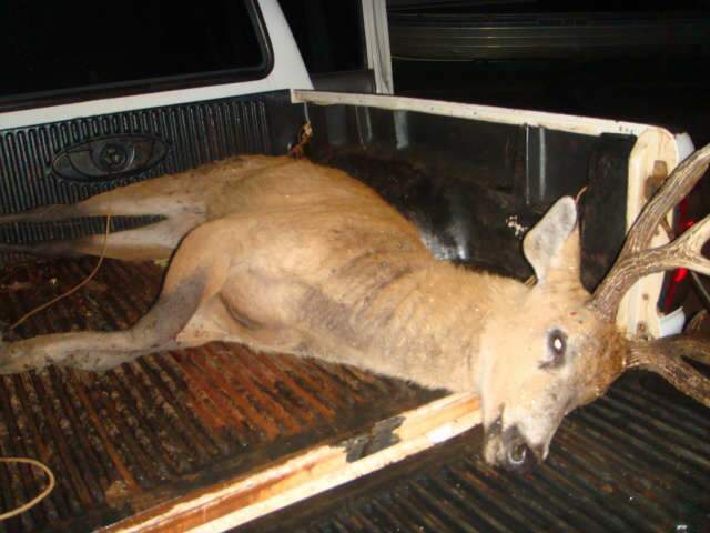  PMA tenta socorrer cervo-do-pantanal atropelado em Deod&aacute;polis