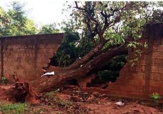 Na rua Egídio Thomé,  árvore  de grande porte caiu e destruiu  muro. (Foto: reprodução Perfil News)