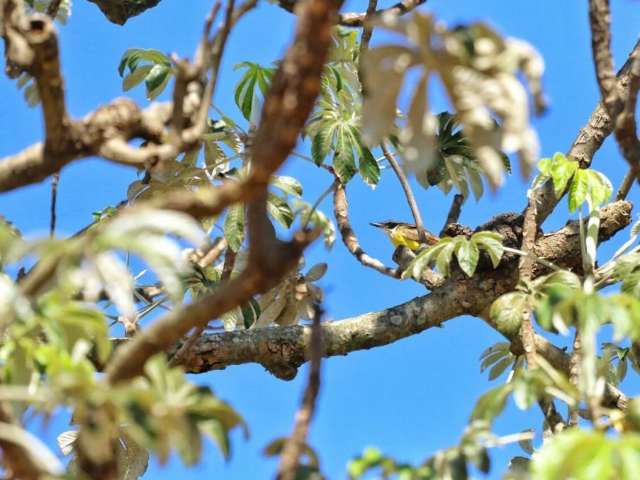 Fim de semana ainda ser&aacute; de calor e temperatura come&ccedil;a a cair na 2&ordf;-feira