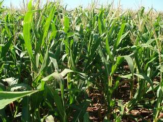 Mato Grosso do Sul deve colher safra recorde de 5,5 milhões de toneladas de milho. (Foto: Arquivo)