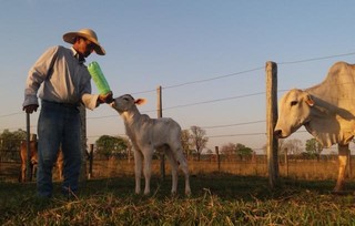 A vaca enfia o pescoço entre os arames para observar o filhote sendo alimentado por Alécio (Foto: Osvaldo Júnior)