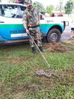 Policial militar ambiental durante captura da cobra (Foto: PMA/Divulgação)