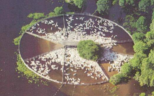 Defesa Civil Nacional reconhece emerg&ecirc;ncia no Pantanal de Corumb&aacute;