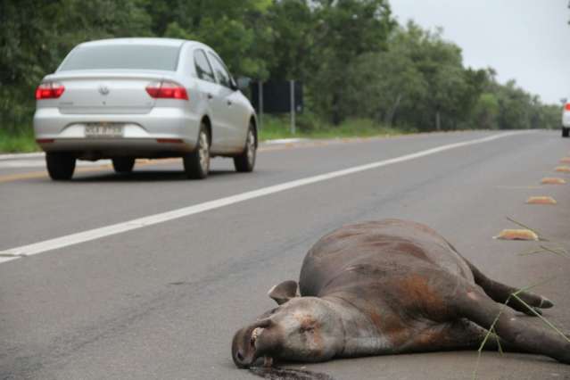 Aplicativo quer ajudar a localizar animais atropelados em rodovias