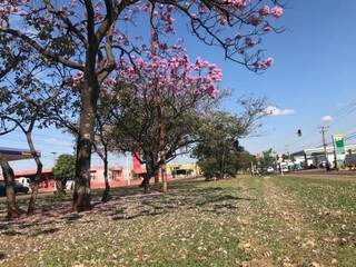 Na Avenida Costa e Silva, as árvores já transformam o canteiro central (Foto: Ronie Cruz)