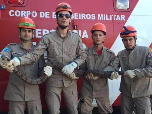 Cobra de quase dois metros &eacute; encontrada dentro de casa