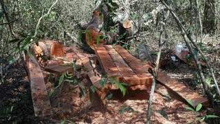 Cerca de 40 árvores foram derrubadas dentro de reserva legal. (Foto: Direto das Ruas)