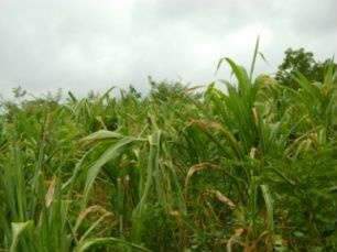  IBGE aponta perdas na safra de milho e de cana em Mato Grosso do Sul