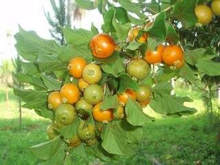 Fruta típica do Cerra, a guavira agora é símbolo de Mato Grosso do Sul (Foto: Arquivo)