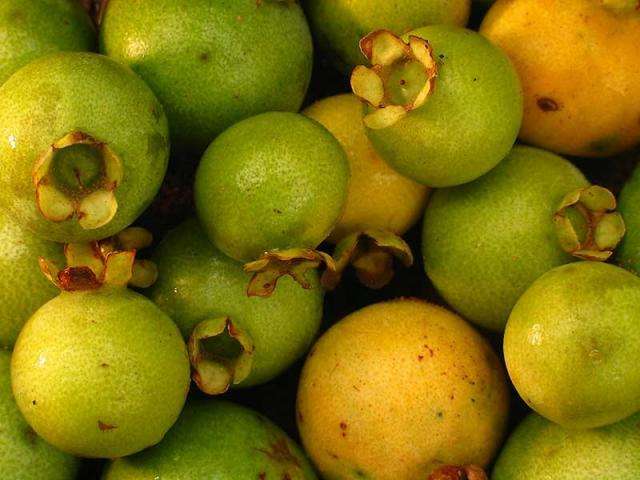Proposta de tornar a guavira fruta s&iacute;mbolo de MS &eacute; discutida em Bonito 