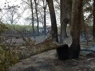 Árvore atingida por fogo perto de canavial. (Foto: Direto das Ruas)