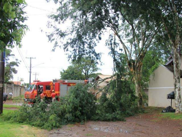 Com ventos de at&eacute; 57 km por hora, chuva derruba &aacute;rvore e interrompe tr&acirc;nsito