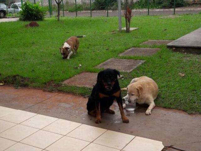 Trio de cachorr&otilde;es &lsquo;ocupa&rsquo; escola e servidores procuram por donos