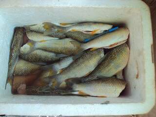 Caixa térmica foi apreendida com vários peixes abaixo do tamanho permitido (Foto: Divulgação)