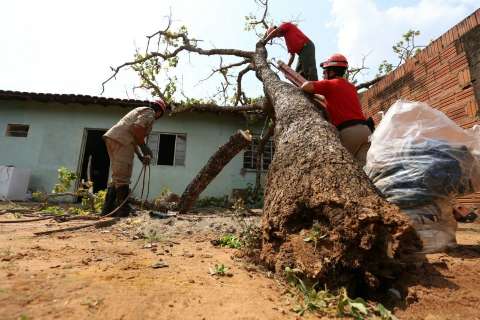 Árvore “podre” caí em cima de casa e assusta moradores no Macaúbas